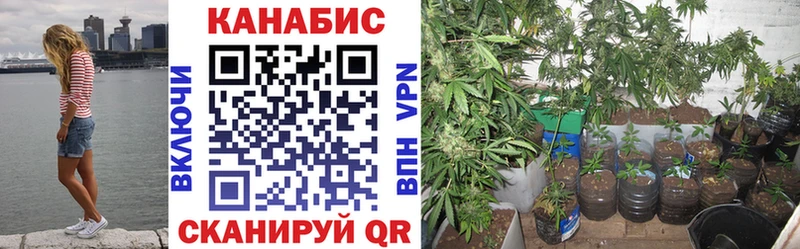 Конопля SATIVA & INDICA  ссылка на мегу как зайти  Зверево 